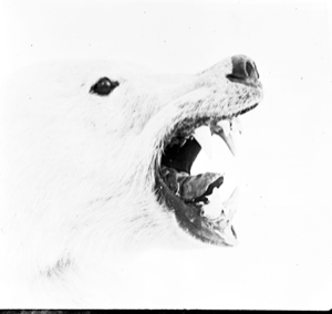 Image: Polar bear head, side view. Mouth wide
